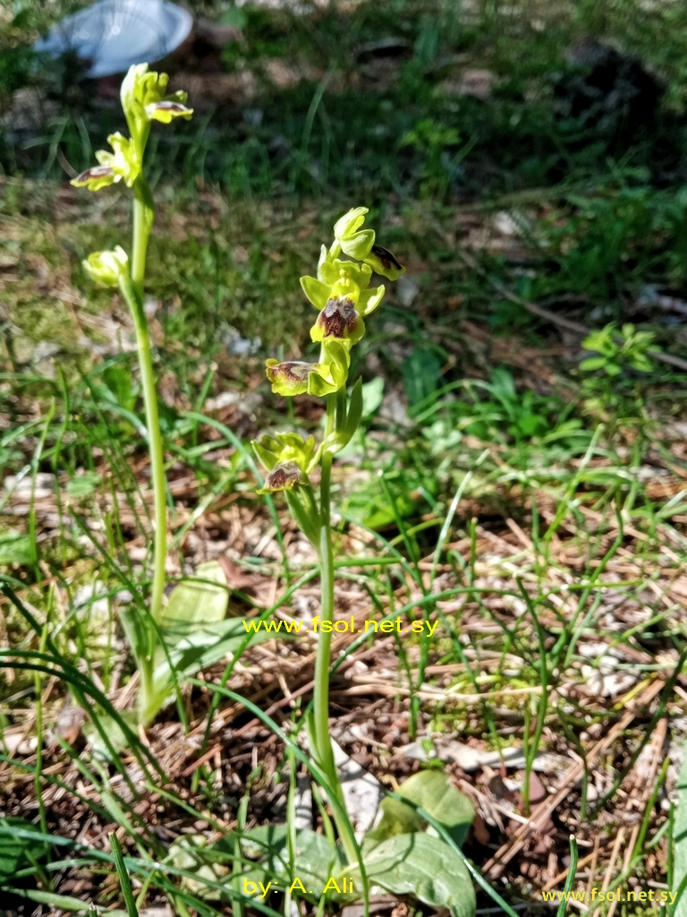 Ophrys lutea (Gouan) Cav.